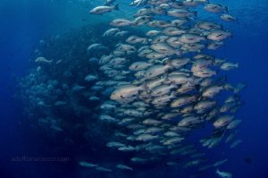 Schooling Snappers and Batfish at Shark reef by Adolfo Maciocco 